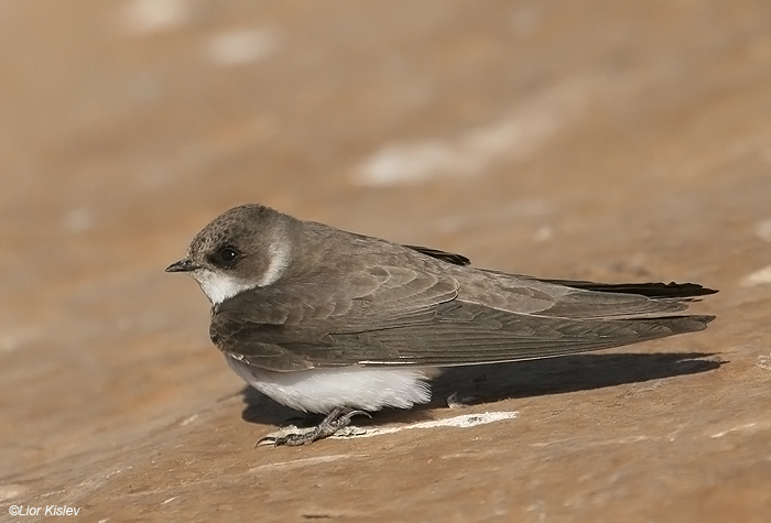    Sand Martin Riparia riparia                            , 2008.: 